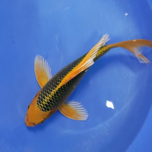 国产纯种金松叶龙凤锦鲤活鱼大型观赏冷水风水鱼苗精品大鳍尾包邮