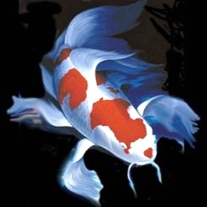 日本锦鲤活体纯种红白龙凤观赏鱼