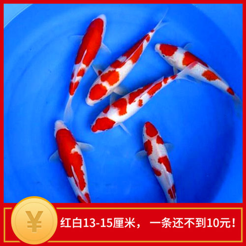 日本金鱼价格 日本金鱼图片 星期三