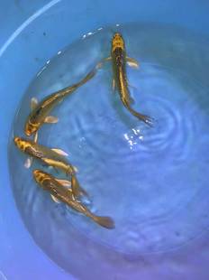 金松叶锦鲤套餐一组四条活体鱼苗大部分地区满10元包邮包活