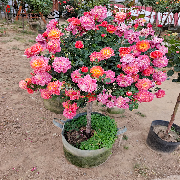 阳台带花精品超微月季躲躲藏藏\捉迷藏月季轻香丰花勤花当年开花-封面