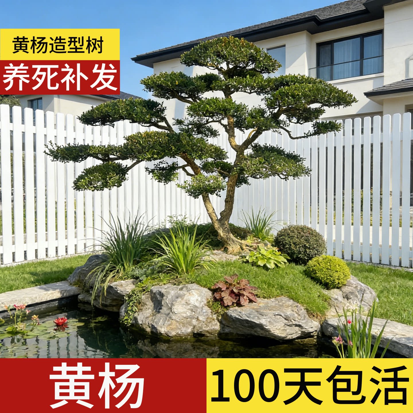 黄杨庭院造型树老桩大树苗小叶别墅名贵室外耐冻精品矮霸盆景树桩