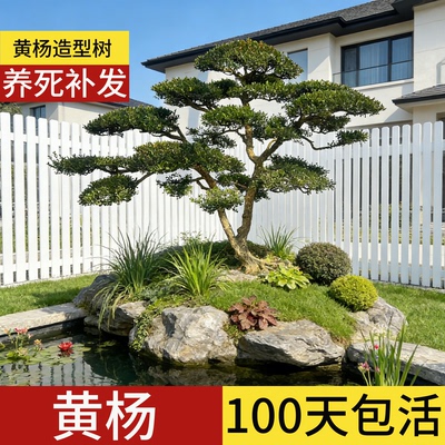 顺丰包邮」1000天包活黄杨造型树