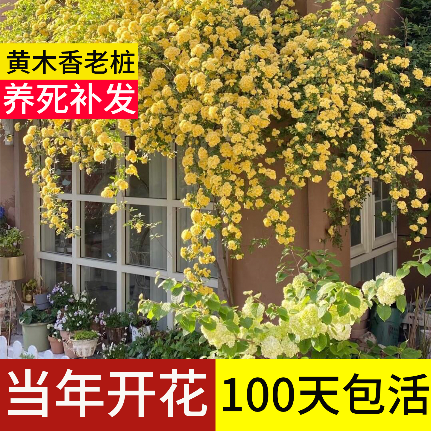 顺丰包邮100天包活黄木香超大苗