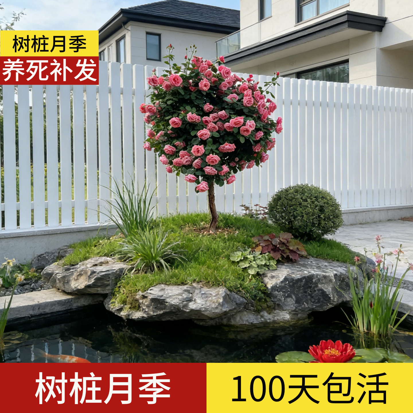 顺丰包邮」100天包活玫瑰花树苗