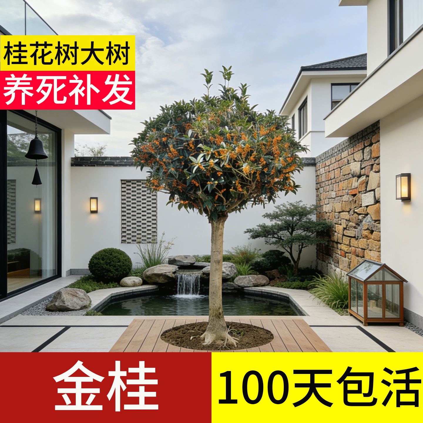 【顺丰包邮】养死包赔金桂大树