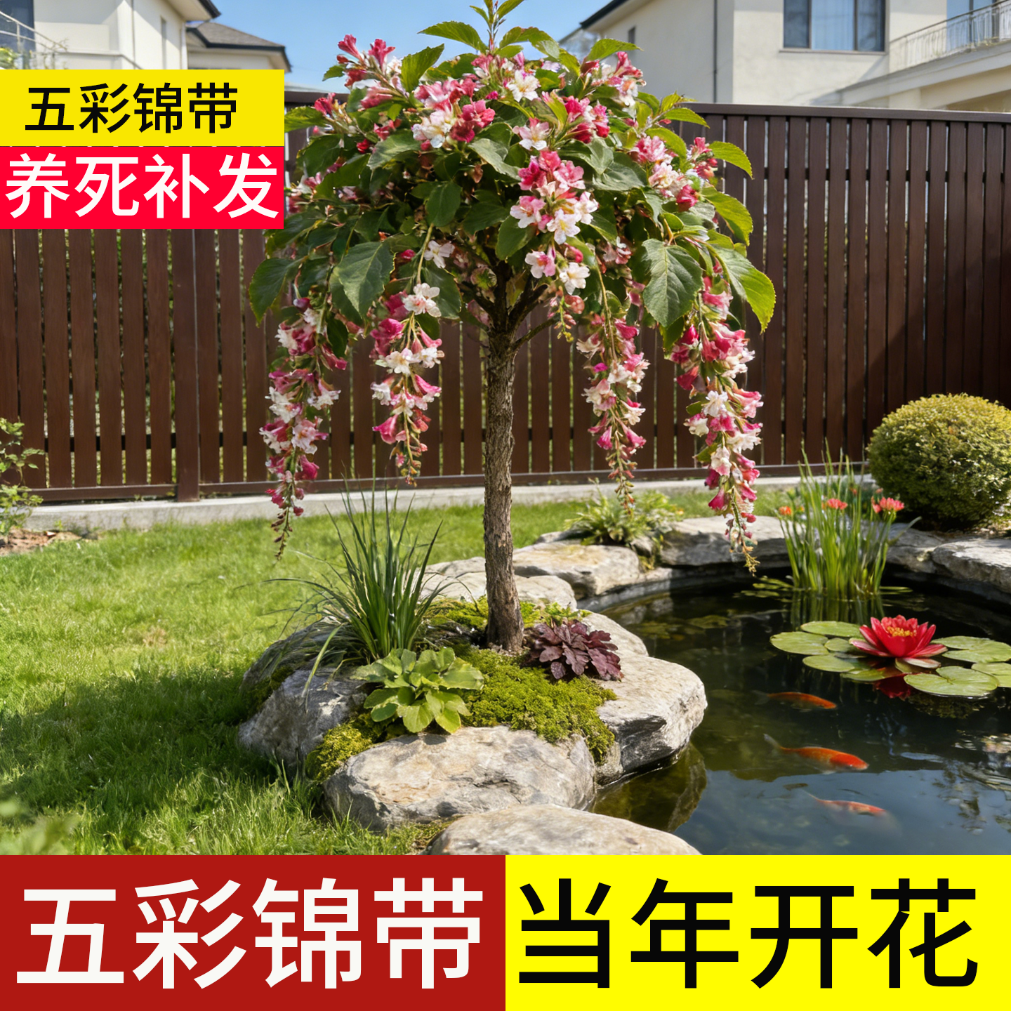 顺丰包邮100天包活五彩锦带花树