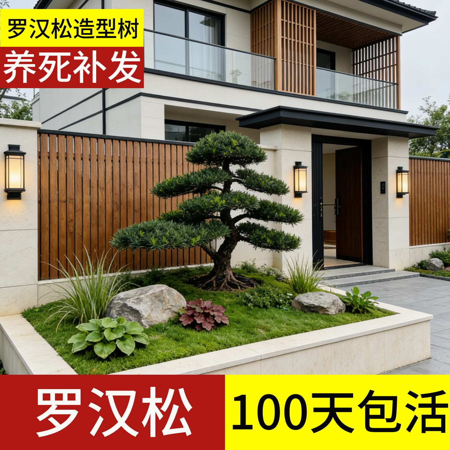 顺丰包邮】100天包活罗汉松老桩