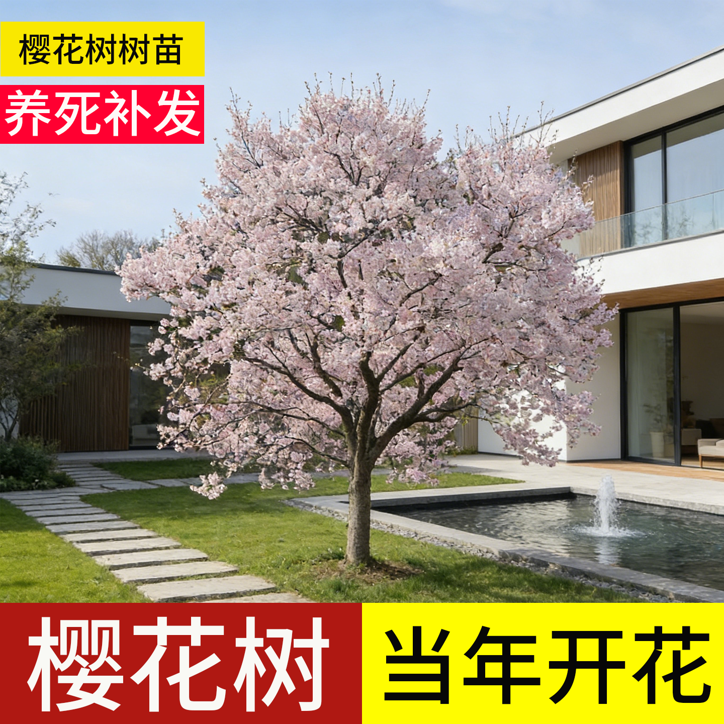 樱花树苗庭院大树观赏日本染井吉野南北方种植地栽耐寒四季风景树