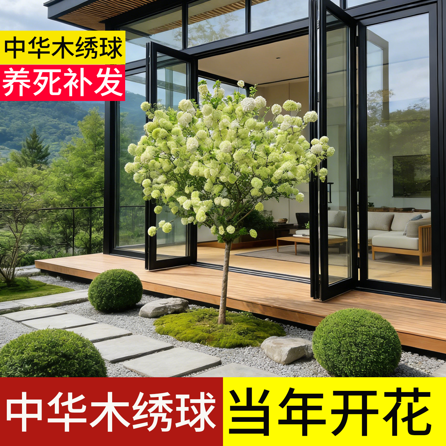 顺丰包邮】100天包活中华木绣球