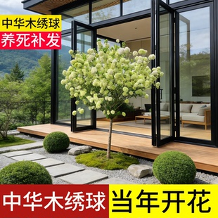 中华木绣球树苗大花斗球老桩庭院带花苞独杆地栽盆栽耐寒棒棒糖