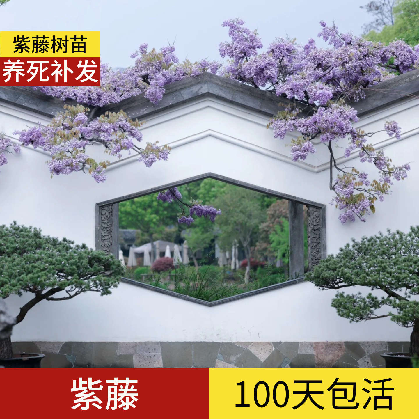 顺丰包邮】100天包活紫藤树大树