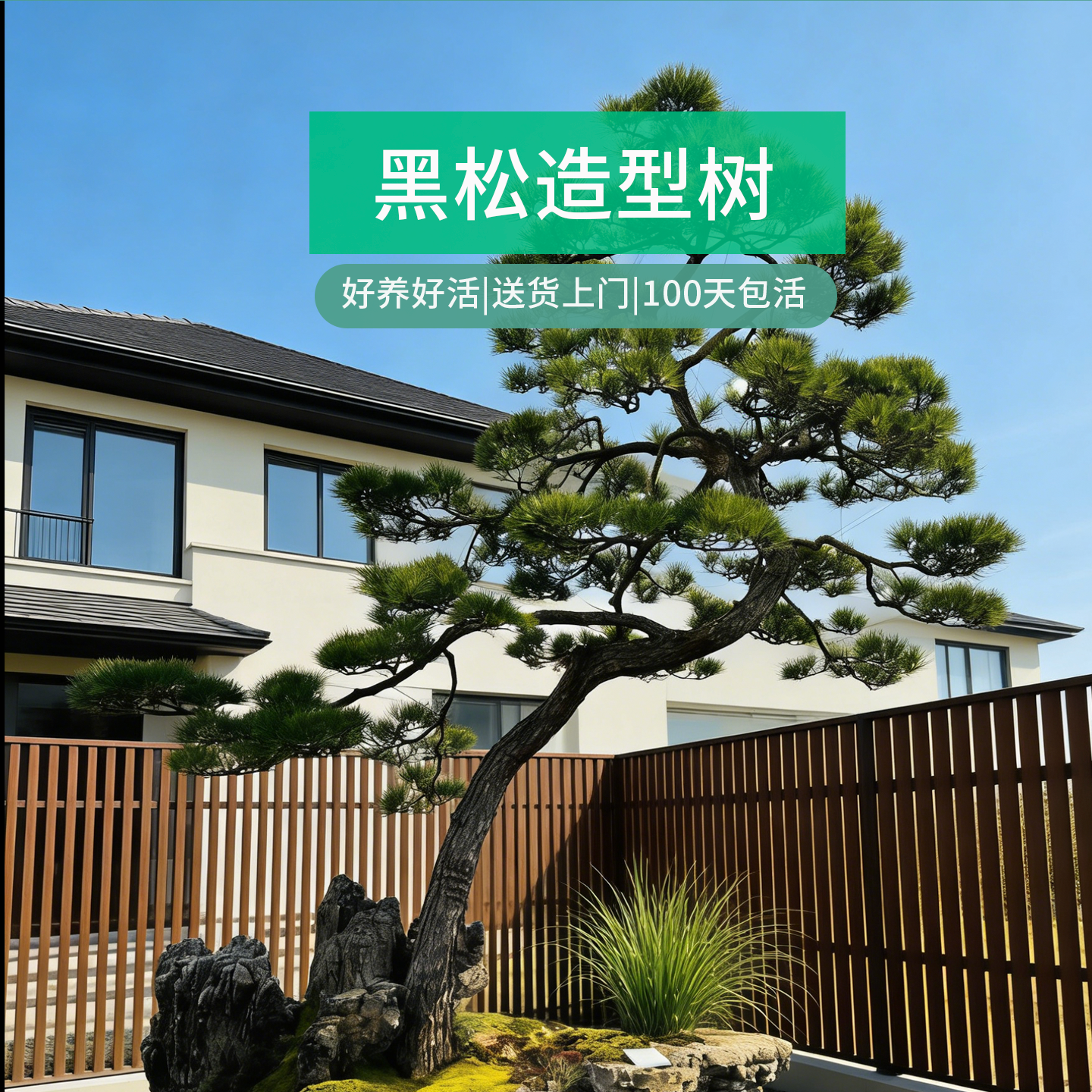 黑松造型树大树老桩盆景日本精品迎客松树桩别墅庭院室外大型树苗