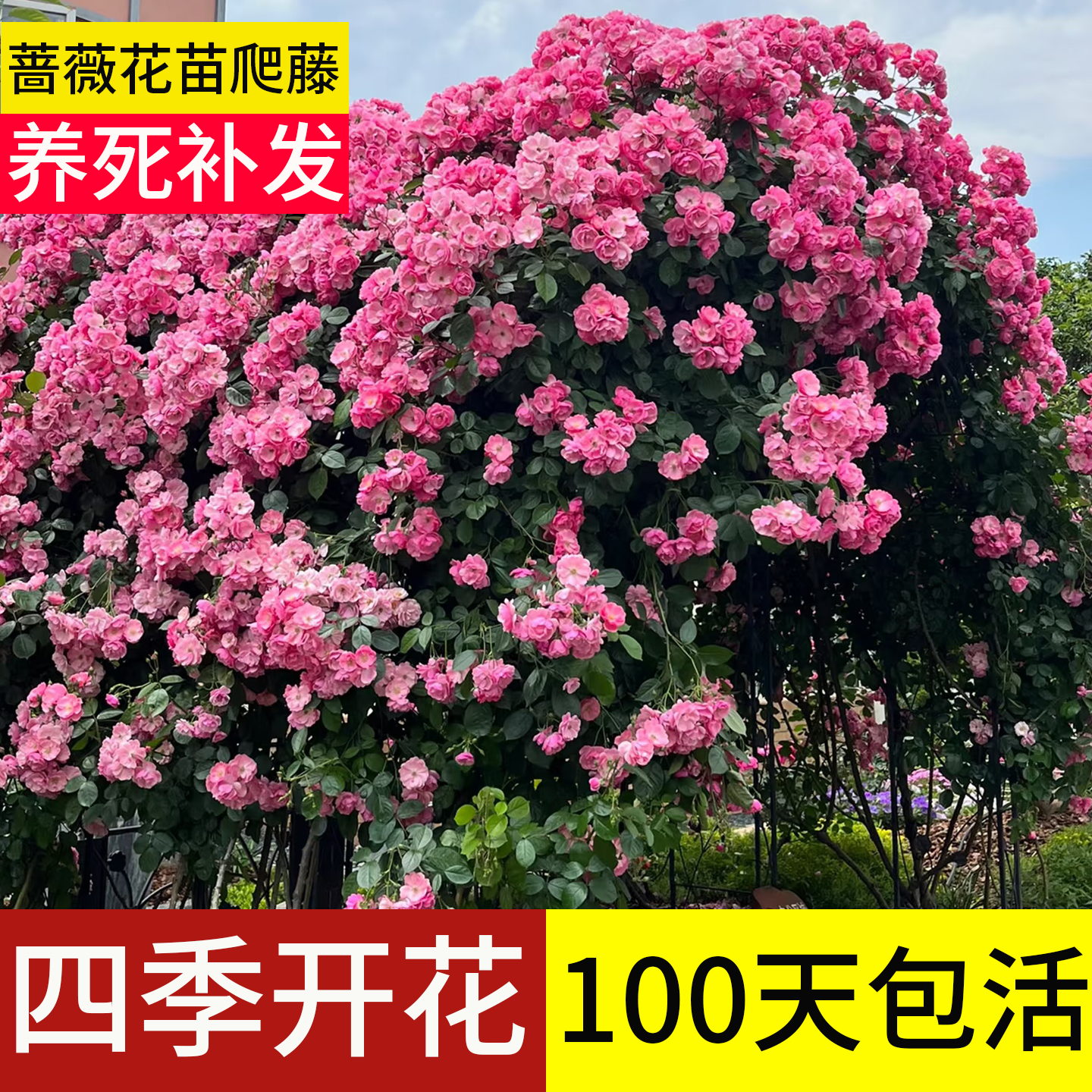 爬藤月季四季开花特大苗爬墙蔷薇老桩粉色龙沙宝石庭院耐寒无刺