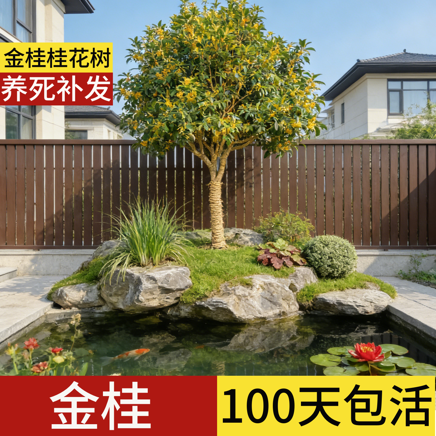 【顺丰包邮】100天包活小叶金桂