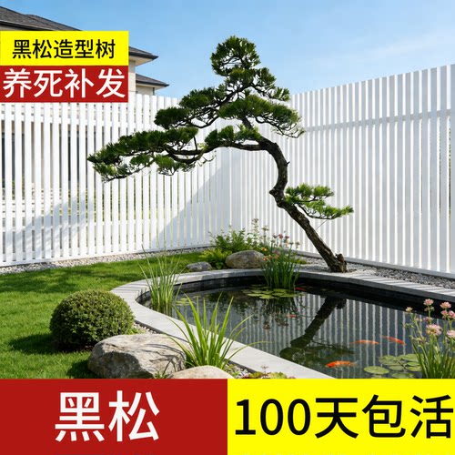 顺丰包邮」100天包活黑松造型树