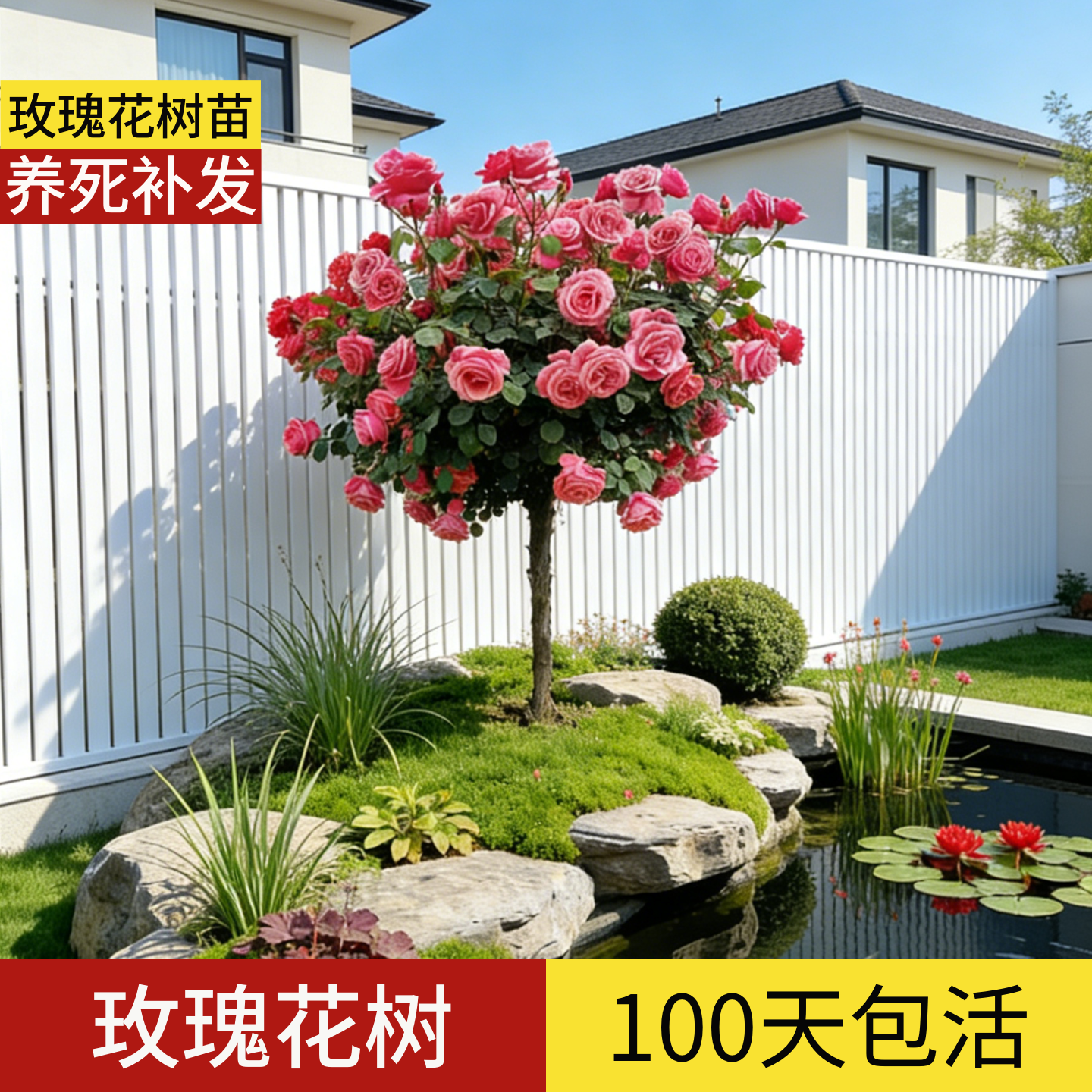 顺丰包邮】100天包活玫瑰花树苗