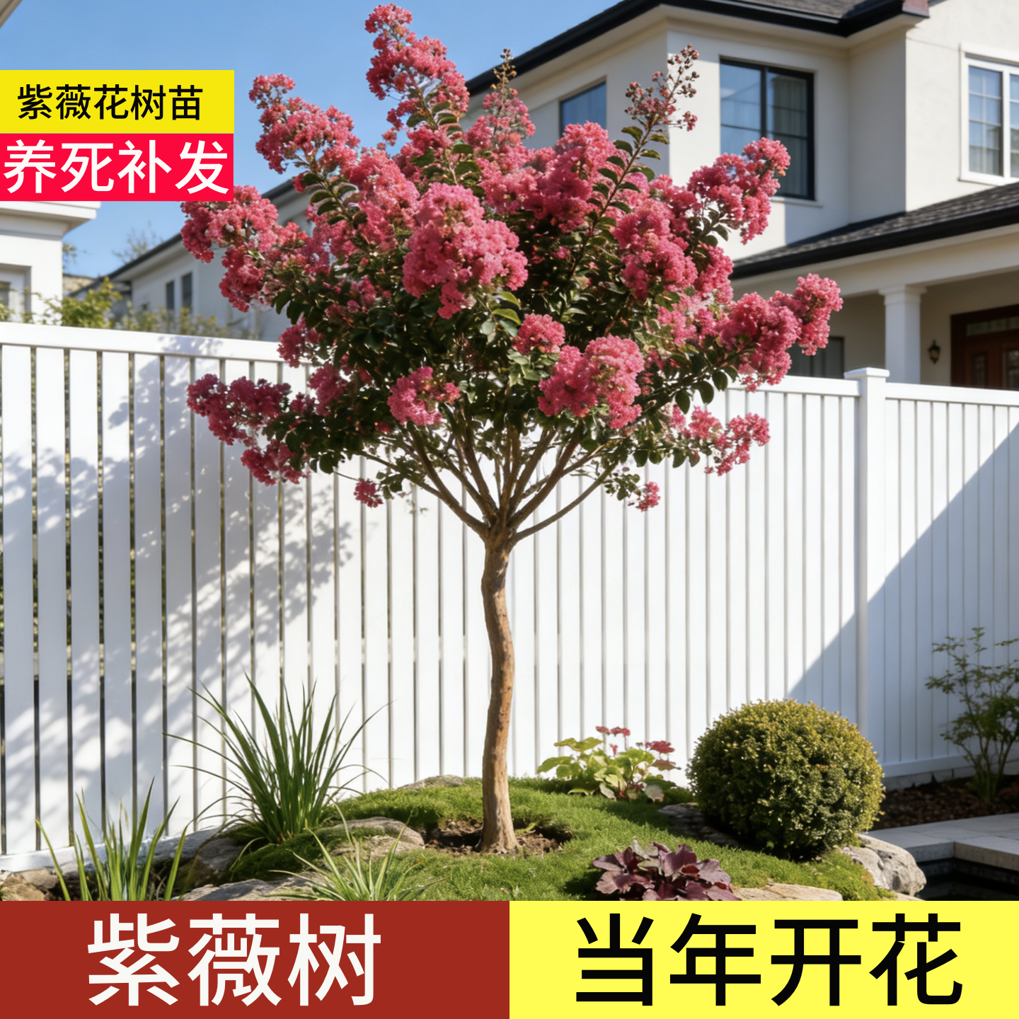顺丰包邮】100天包活紫薇树老桩