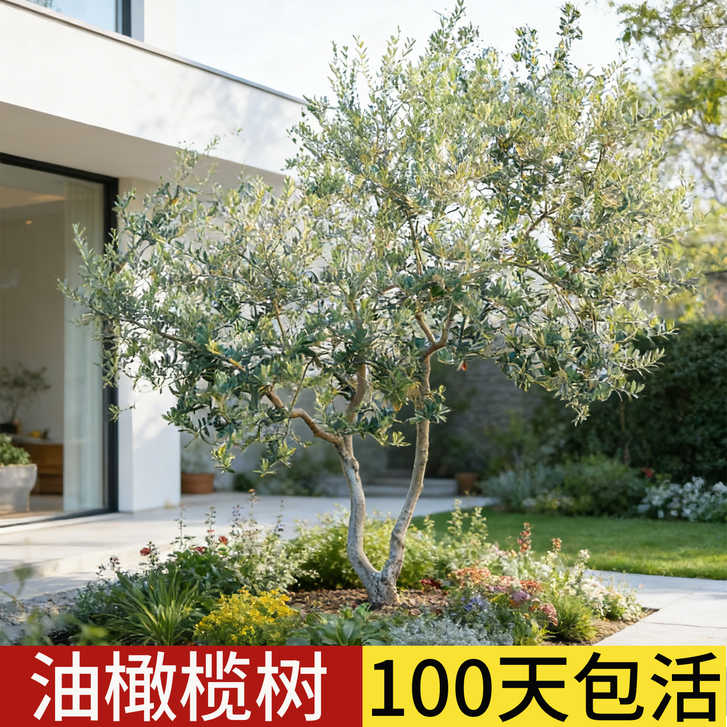 油橄榄树果苗盆栽老桩真树客厅别墅庭院室外大型小叶绿植风景树苗