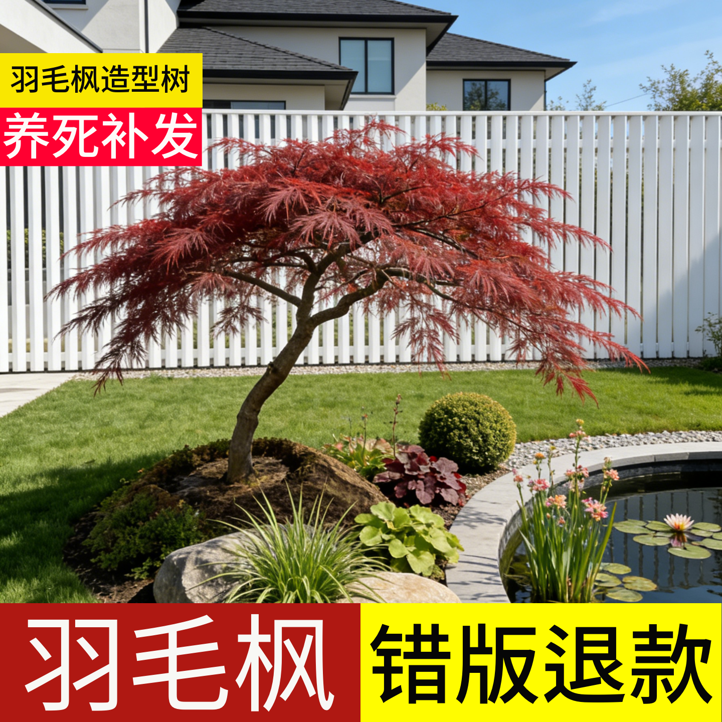 顺丰包邮100天包活羽毛枫造型树