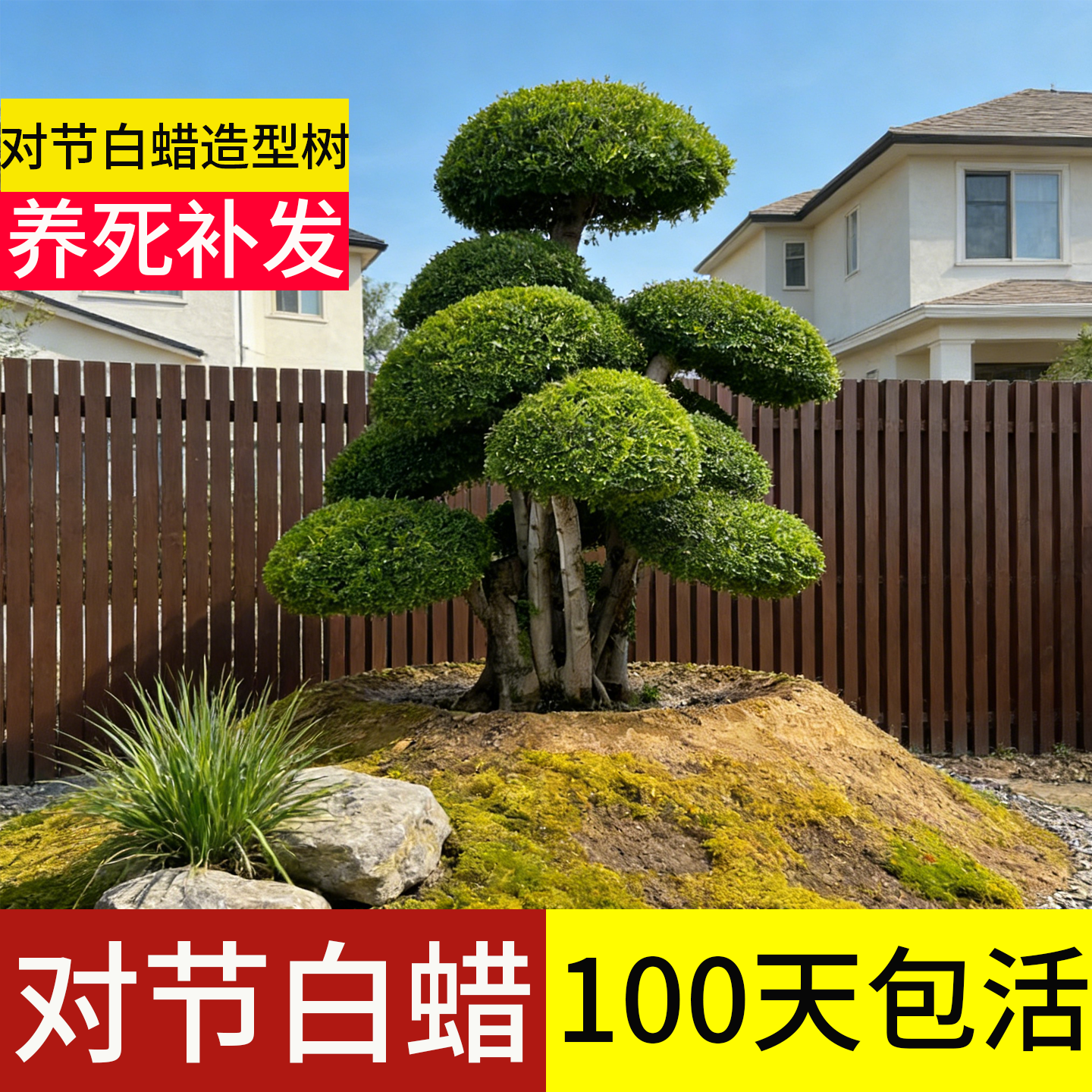 【顺丰包邮】100天包活对节白蜡
