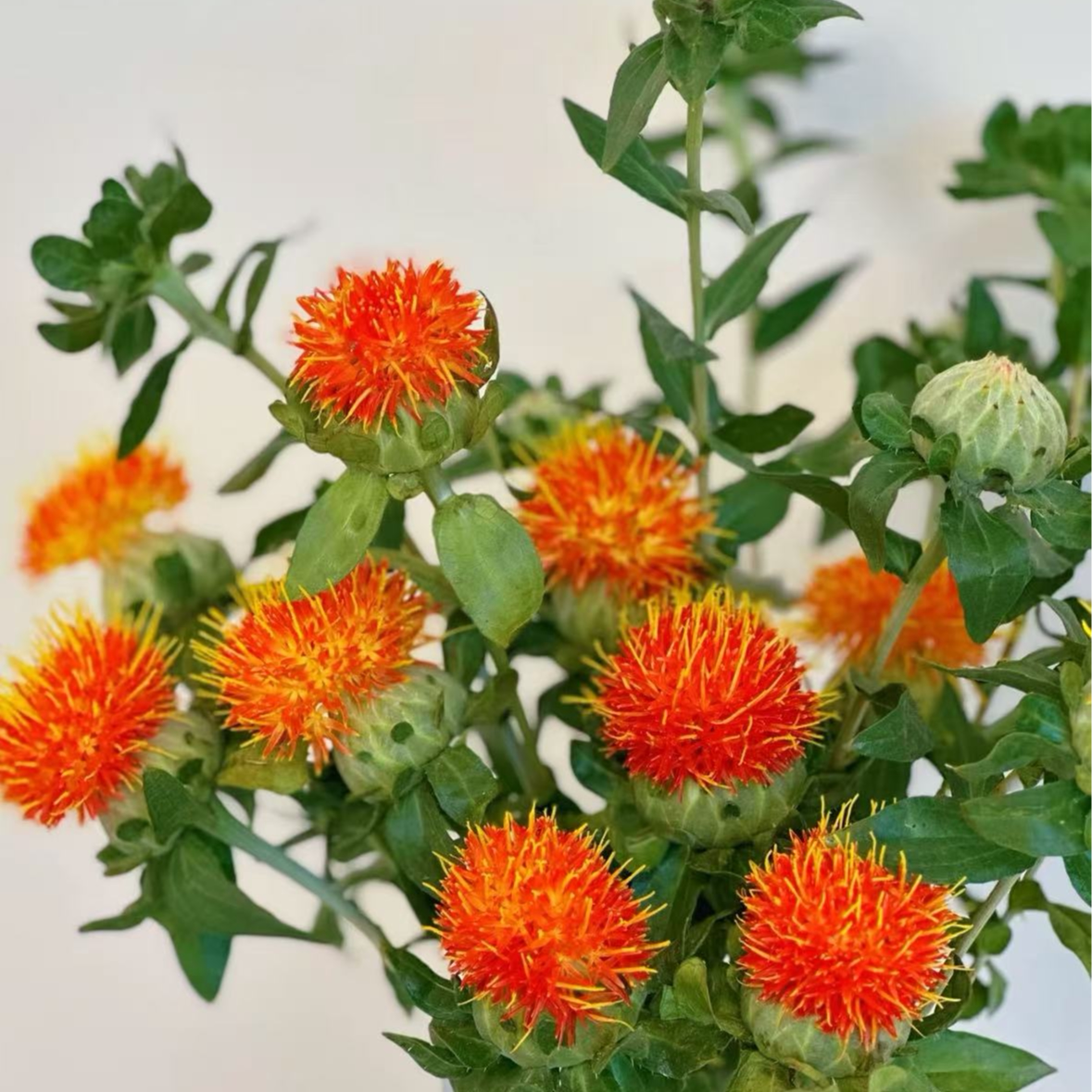 【橙菠萝】可做干花云南鲜花鲜切花干花客厅摆件家用鲜花基地