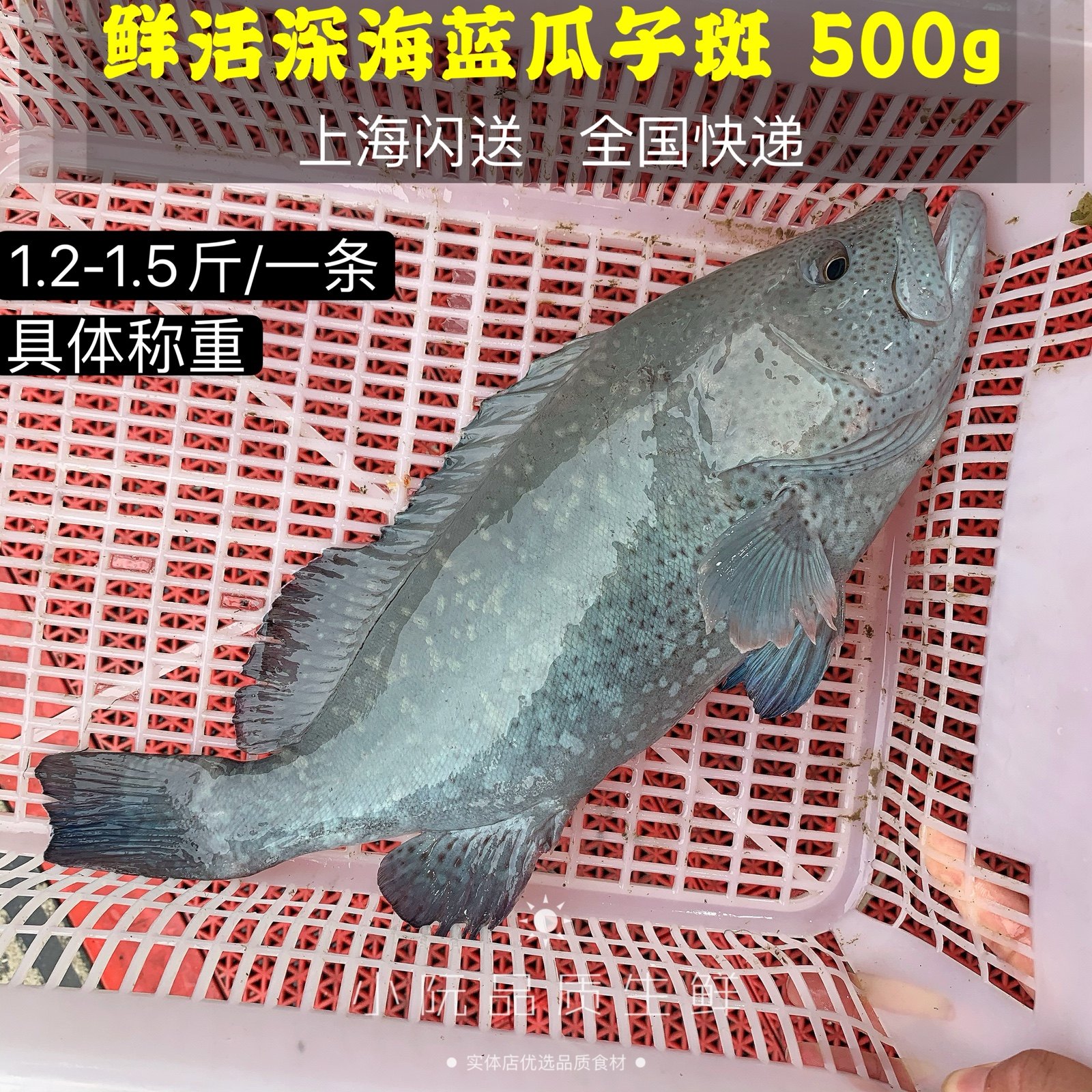 鲜活野生野生蓝瓜子斑一斤称重 海鲜青石斑鱼老虎斑龙胆珍珠斑鱼
