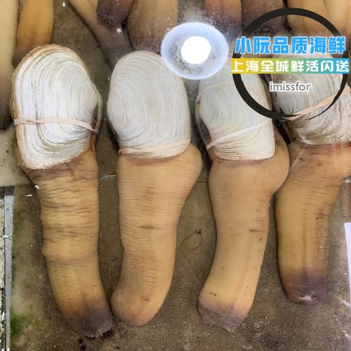上海闪送包活加拿大进口干蚌鲜活野生象拔蚌刺身皇帝蚌一斤单价