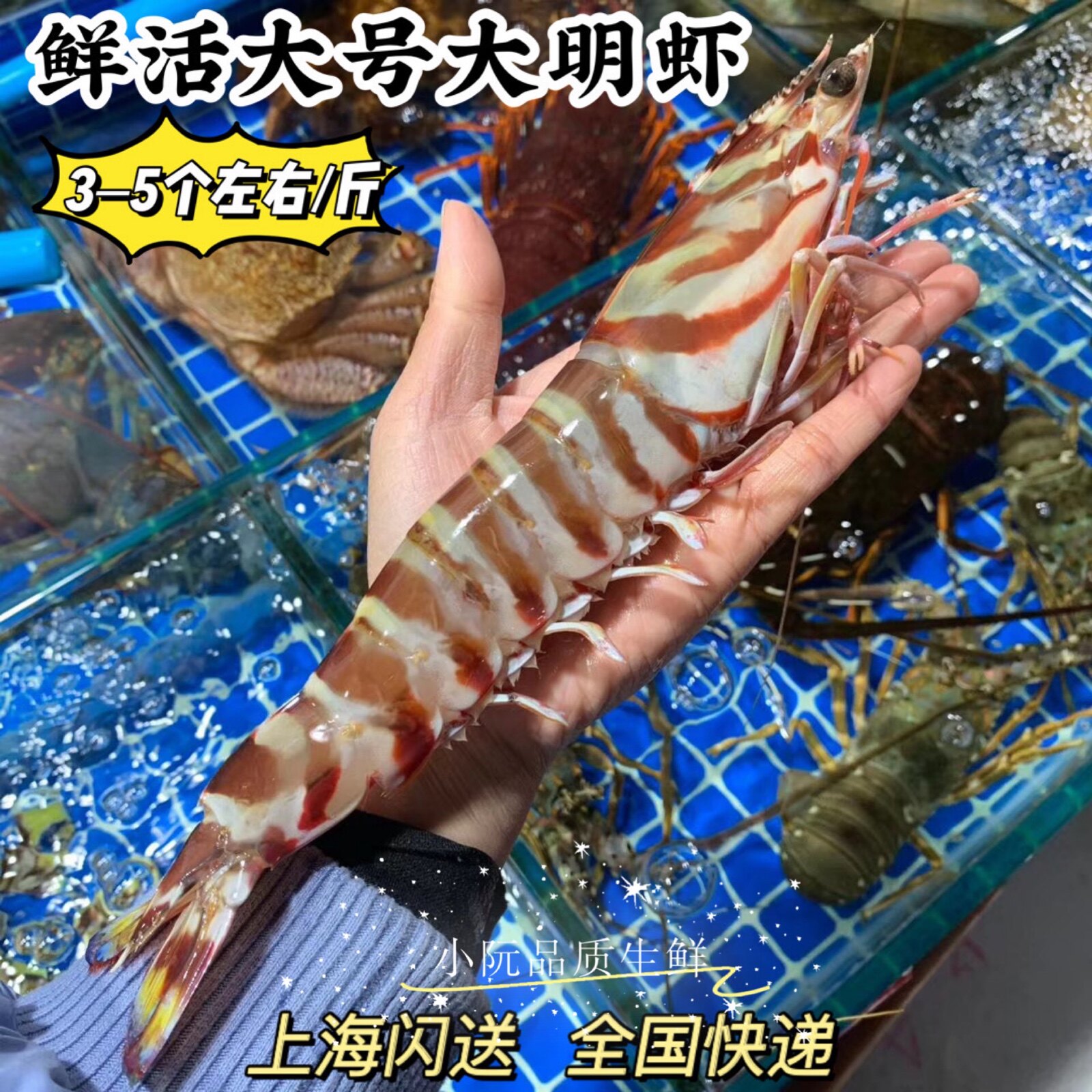 东山鲜活特大号大明虾500g 斑节虾九节虾竹节虾活虾大虾海虾水产