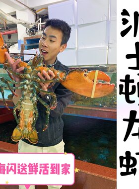 上海闪送鲜活波士顿龙虾1斤一只 进口波龙鲜活大龙虾新鲜海鲜龙虾