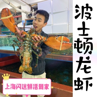上海闪送鲜活波士顿龙虾1斤一只 进口波龙鲜活大龙虾新鲜海鲜龙虾