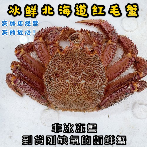 上海闪送冰鲜北海道红毛蟹1-3斤一只 鲜活螃蟹帝王蟹顺丰