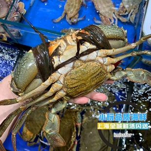闪送满膏青膏蟹海鲜特大膏蟹鲜活红鲟蟹野生膏蟹红鲟螃蟹水产顺丰