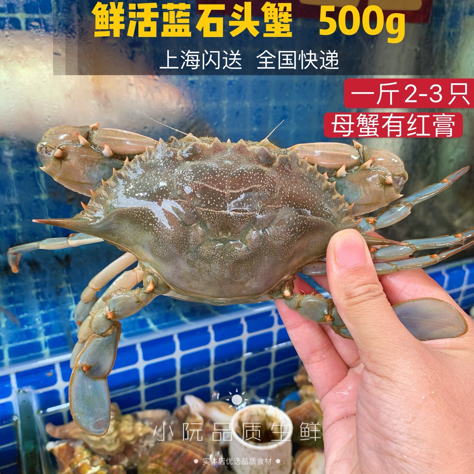上海同城闪送水产野生海捕蓝石蟹鲜活花盖蟹 新鲜海螃蟹活蟹顺丰