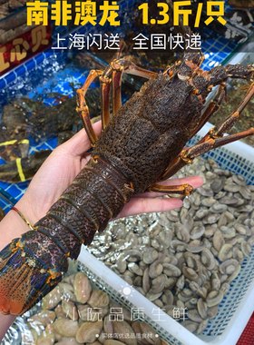 【上海闪送】鲜活南非大龙虾 澳龙澳龙南非龙虾一斤一只 顺丰