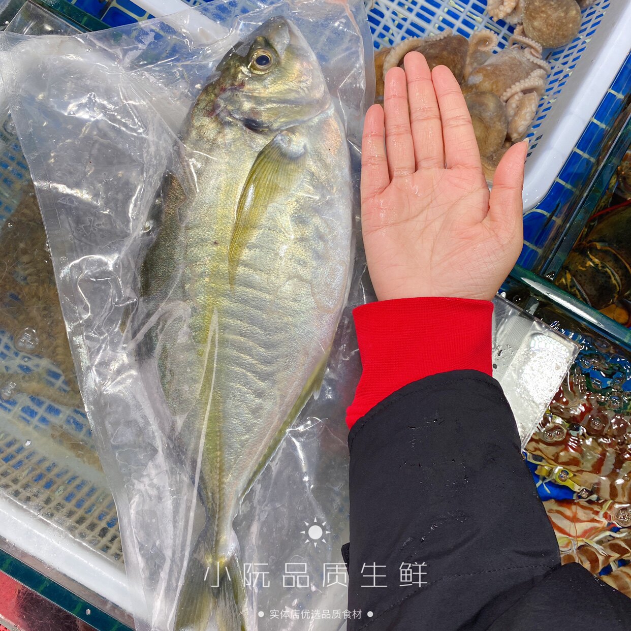 池鱼王日本进口放血冰鲜刺身海鲜日料寿司生鱼片缟鲹大竹荚鱼500g