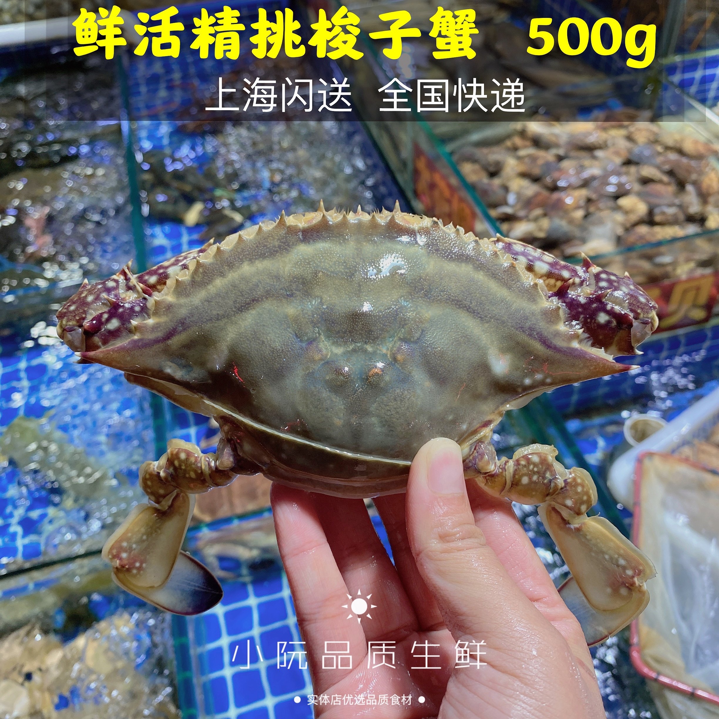 上海鲜活舟山梭子蟹母蟹红花蟹兰花蟹白蟹大连蟹6-7两/个顺丰
