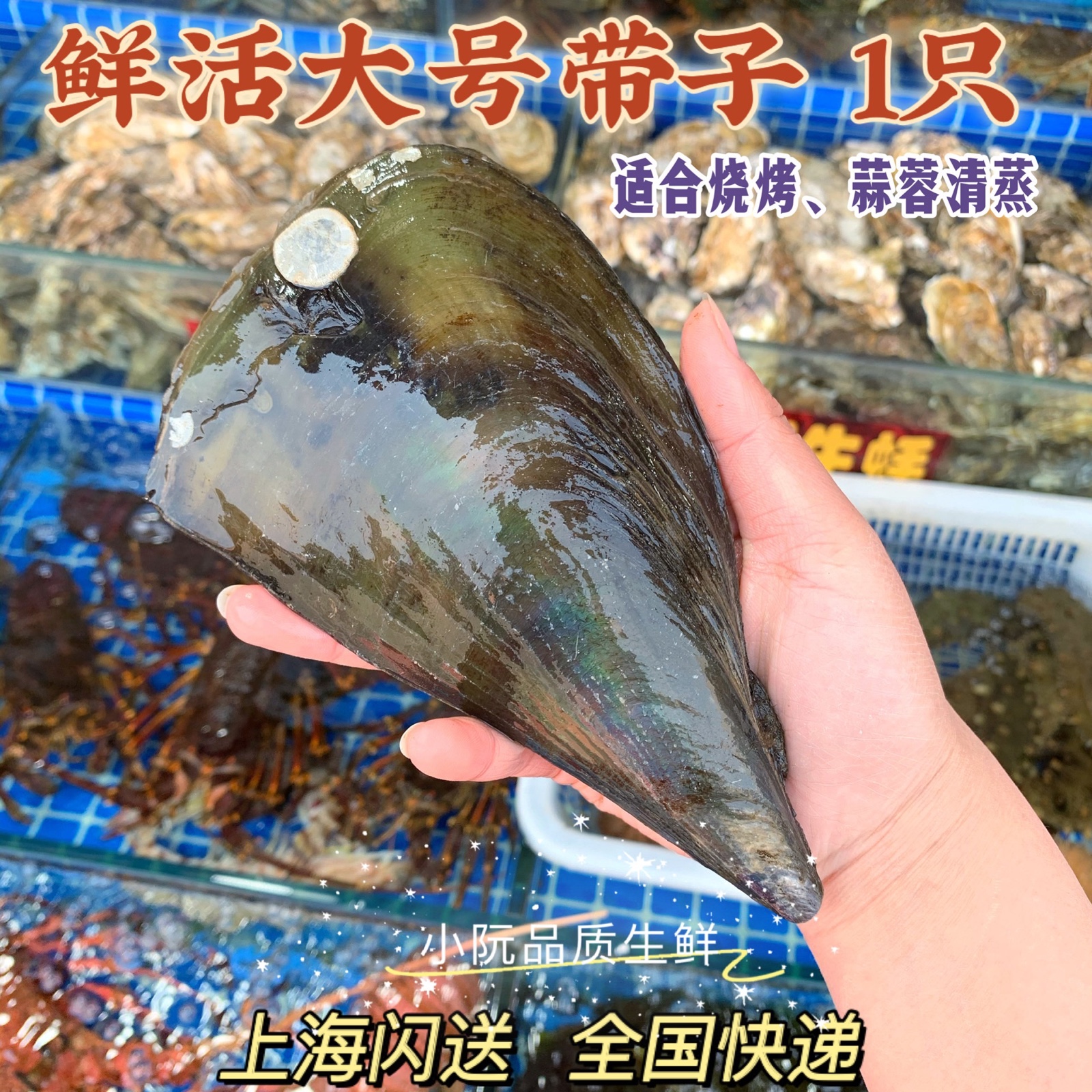 上海闪送海野生海鲜绿贝