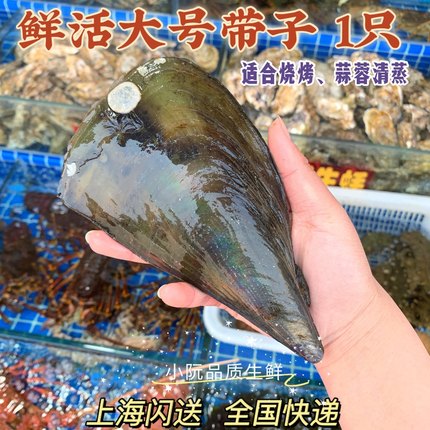 上海闪送海捕鲜活带子贝野生瑶柱深海绿贝烧烤贝贝类海鲜水产