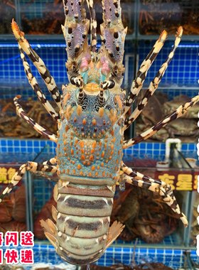 闪送中华冷冻水产鲜活体锦绣花