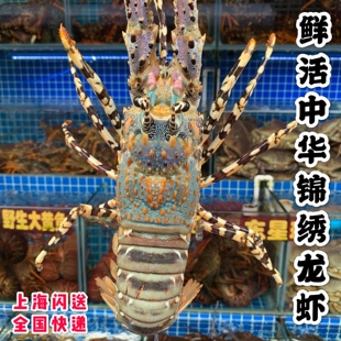 闪送鲜活中华锦绣龙虾花龙虾鲜活大龙虾冷冻青龙虾特大水产鲜活体