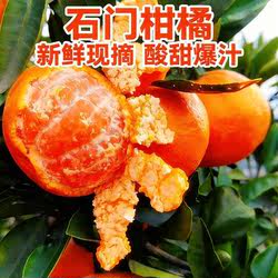 新鲜现摘石门柑橘秀坪蜜橘青皮桔子薄皮酸甜无籽蜜桔孕妇酸甜柑橘
