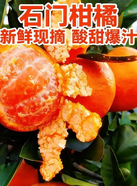 新鲜现摘石门柑橘秀坪蜜橘青皮桔子薄皮酸甜无籽蜜桔孕妇酸甜柑橘