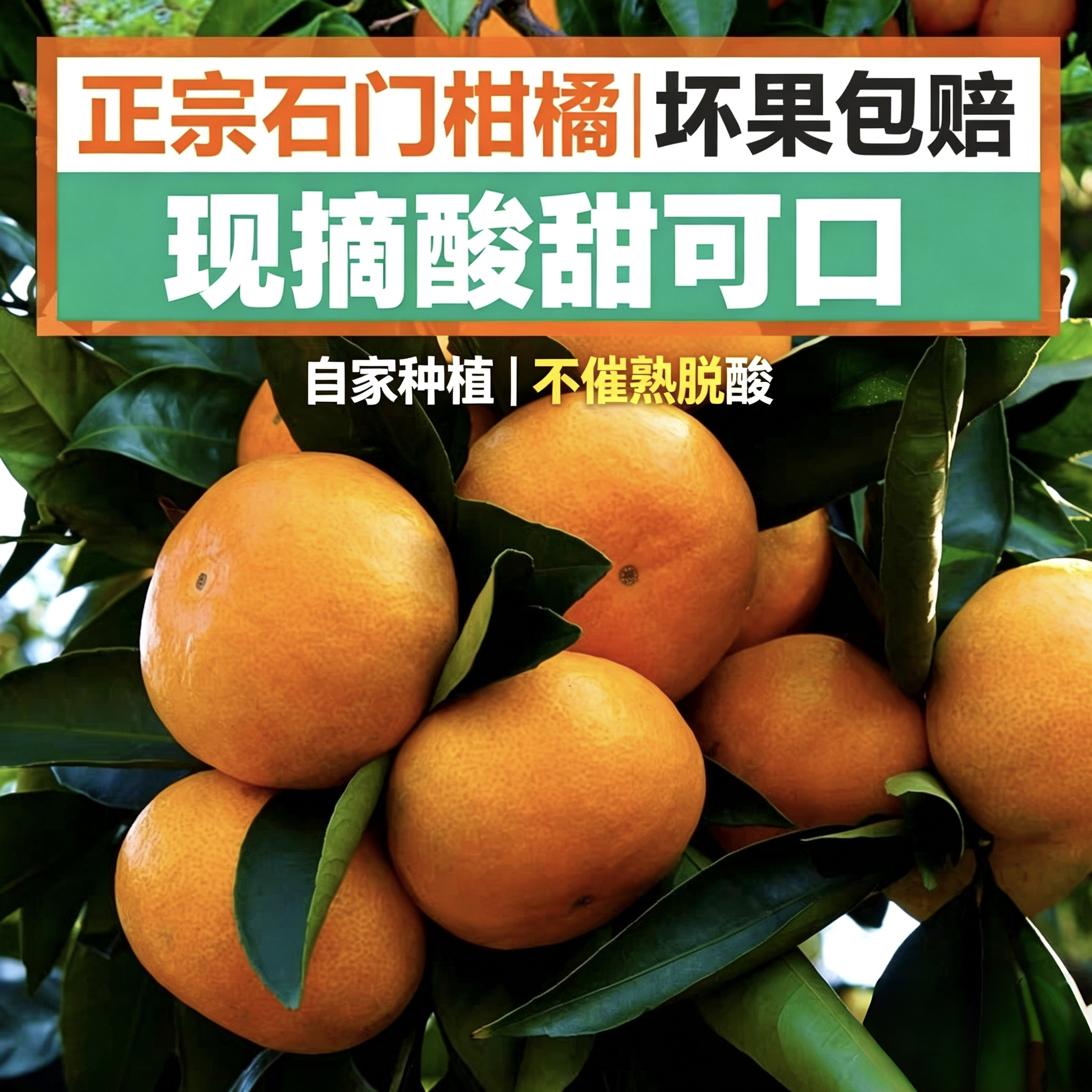 正宗石门秀坪柑橘常德蜜柑桔子新鲜水果早熟蜜桔橘子皮薄孕妇水果