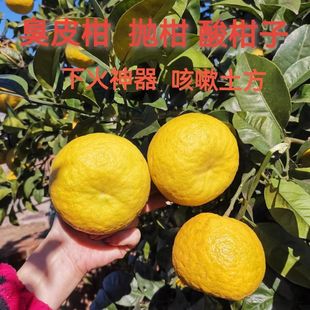 野生酸抛柑湖南野生臭皮柑抛柑新鲜孕妇黄皮水果苦药酸泡柑酸柑子