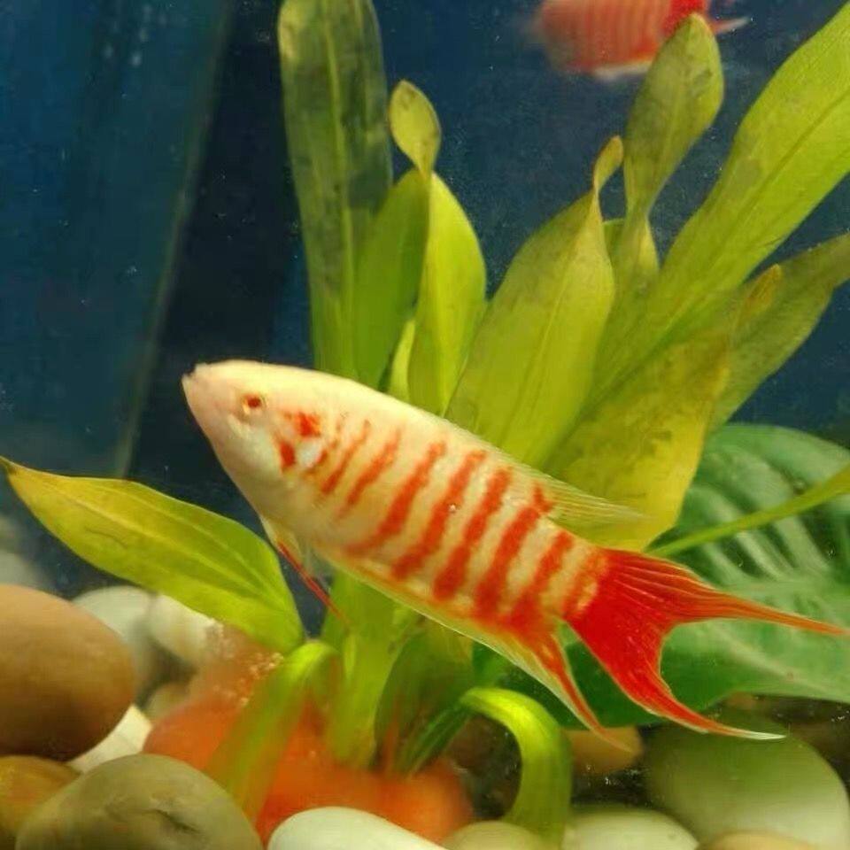 中国斗鱼  白兔 白兔斗鱼  红眼玉兔 白化斗鱼 冷水鱼 好 活耐养