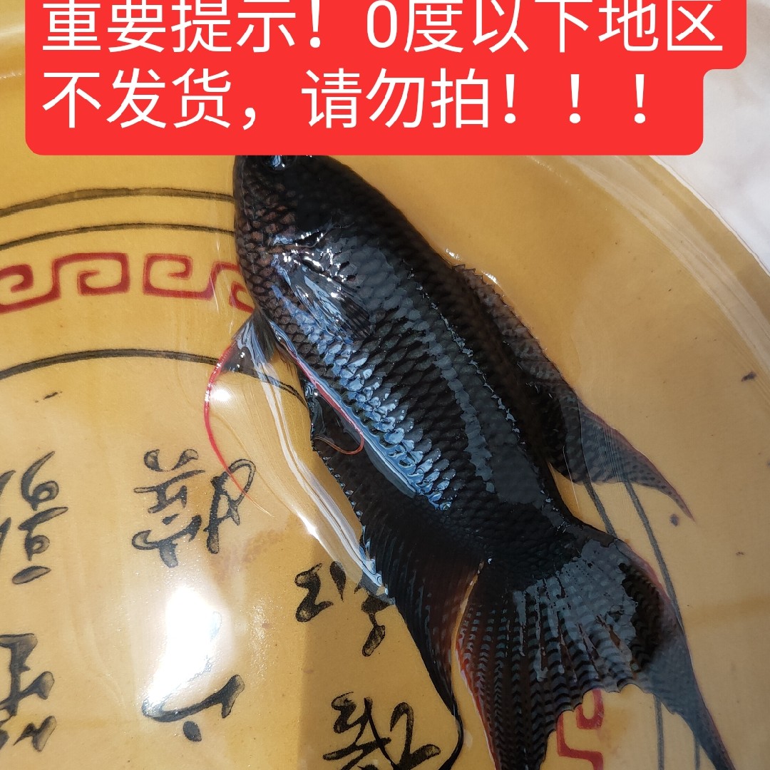 越黑长尾大三打氧斗鱼