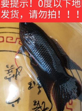 越黑长尾大三打氧斗鱼