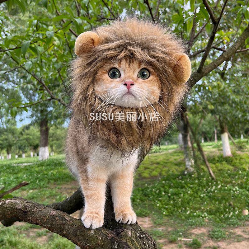 SUSU网红宠物猫咪狮子头套兔子30