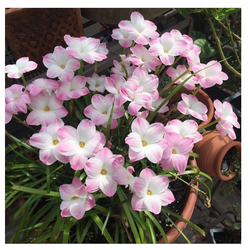 风雨兰套餐多年生绿化韭兰种球葱兰胖丽丽耐热球根花卉韭莲花植物 鲜花速递/花卉仿真/绿植园艺 种球/裸根 原图主图